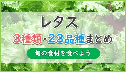 レタス 花言葉 レタス 花言葉