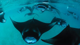 Dive and research manta rays on Four Seasons Explorer cruises in Maldives