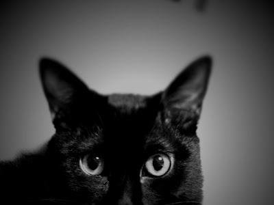 [最も選択された] かっこいい 猫 壁紙 おしゃれ 277381-かっこいい 猫 壁紙 おしゃれ