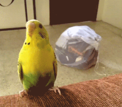 ベスト50 インコ 面白画像 最高の引用