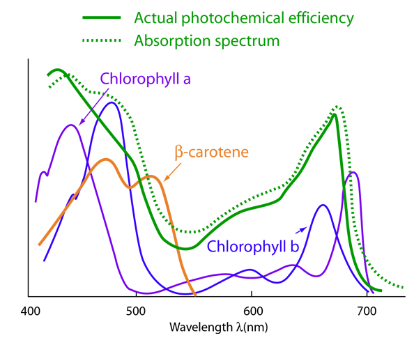 Found in plants and some microorganisms (e.g. Light Absorption For Photosynthesis