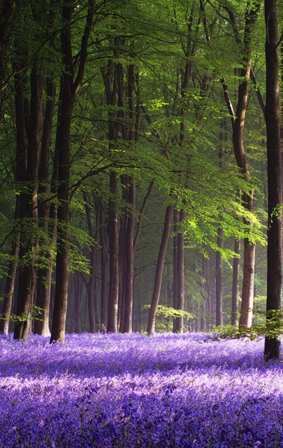 Micheldever
                                                          Wood,
                                                          Hampshire,
                                                          England.