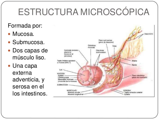 Diagrama De Estructura Ppt - Quotes About h