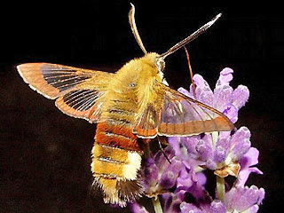 Gepostet am jul 31, 2016 von romy in schmetterlinge, tiere | keine kommentare. Hummelschwarmer Hemaris Fuciformis Broad Bordered Bee Hawk Moth