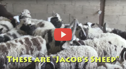 Jacob-sheep-email