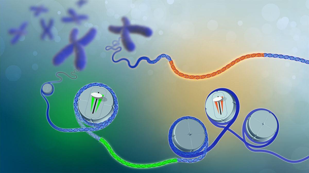 Sections of the genome, known as expression Quantitative Trait Loci (eQTL), work to control how genes are turned off and on