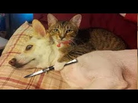 上 犬 動画 おもしろい 面白い猫 犬 動画 Tlujplasblogjp