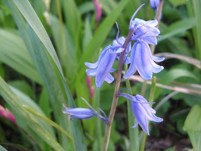 美しい花の画像 50 釣鐘型 花