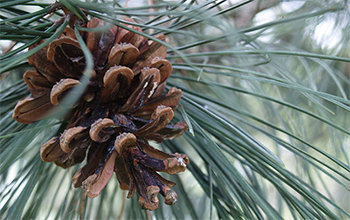 an opened pine cone on a tree