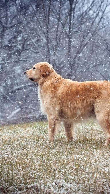 Hd限定かっこいい 犬 壁紙 Iphone 花の画像