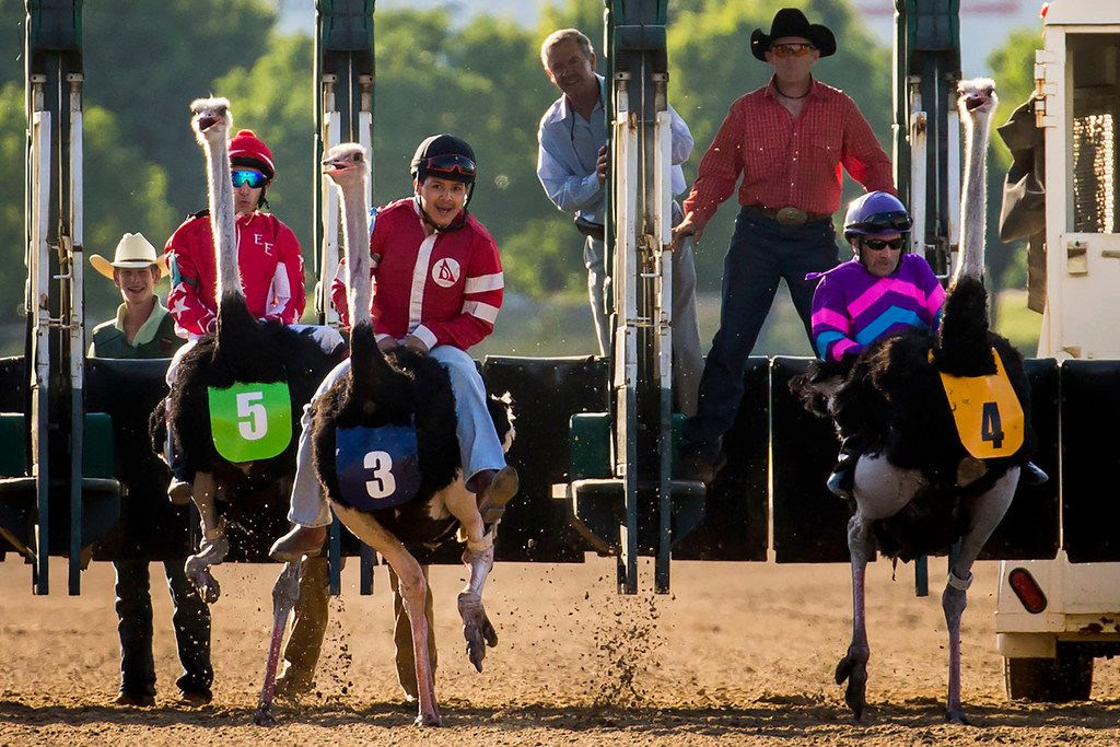The camels walked about 20 feet and the race was over. Watch Jockeys Ride Camels Zebras And Ostriches At Extreme Race In Grand Prairie