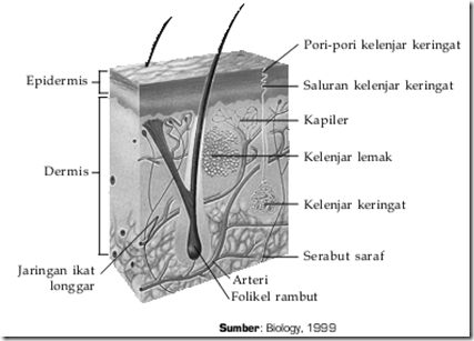 Biologi Is Fun Kulit  yang berbicara