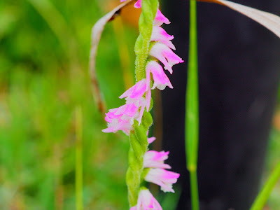 √99以上 春 ピンク 花 雑草 125991-春 ピンク 花 雑草