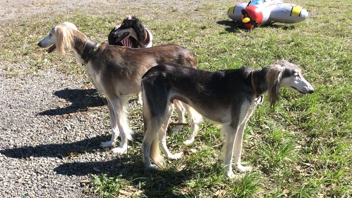 70以上 エジプト 犬 サルーキ エジプト 犬 サルーキ Lasjpblogimg