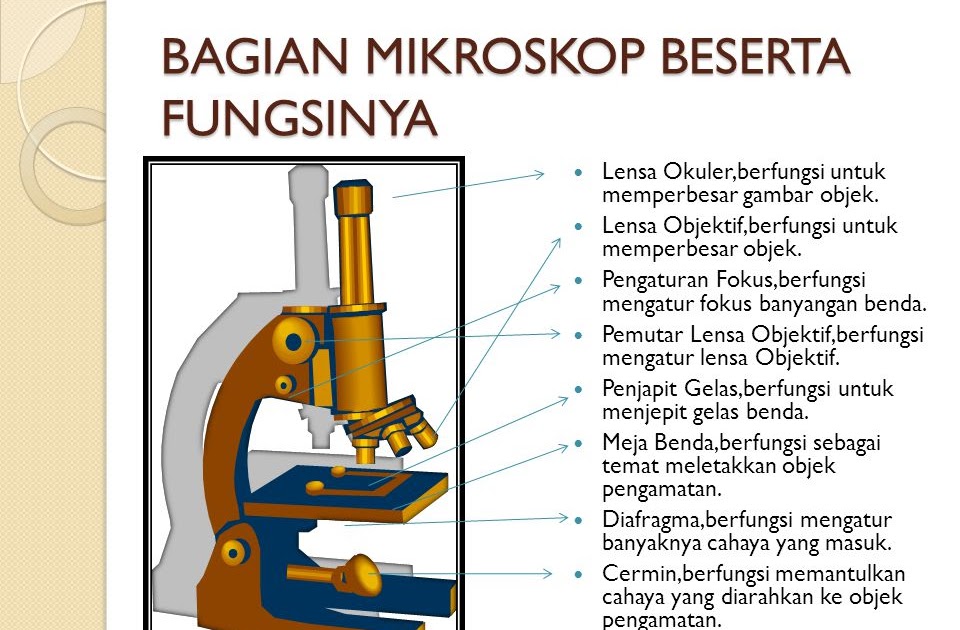  Gambar  Mikroskop Beserta Bagian Bagian Dan  Fungsinya  