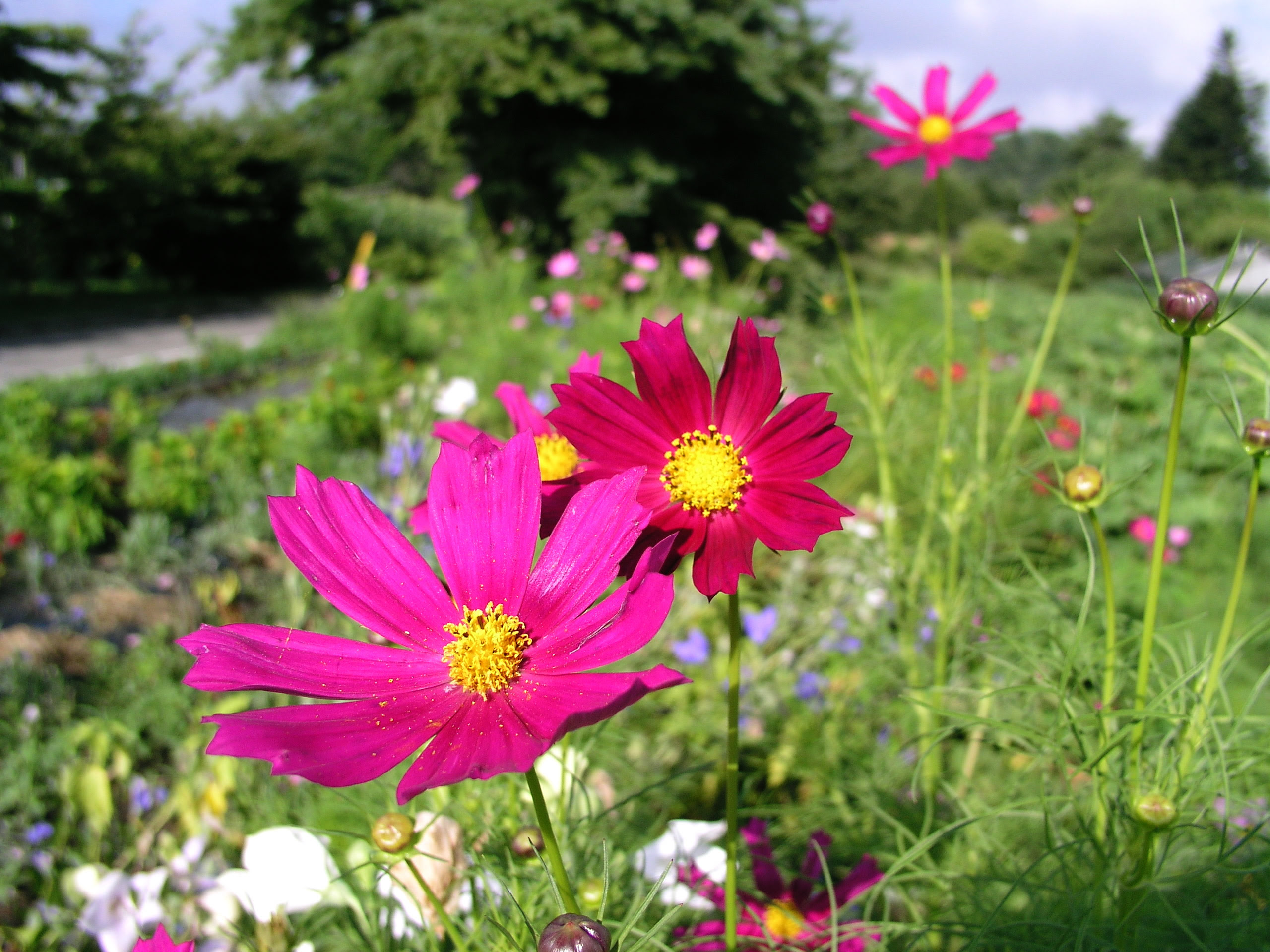 無料ダウンロード高 画質 花 壁紙 美しい花の画像