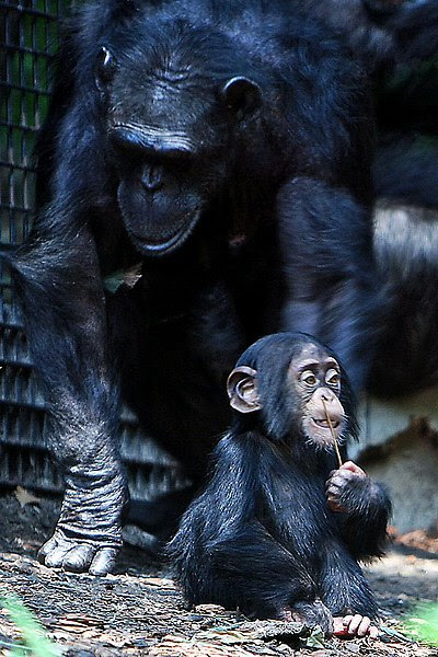 File:Chimpanzee mom and baby cropped.jpg