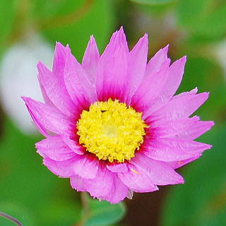 新着ローダンセ 花 言葉 すべての美しい花の画像