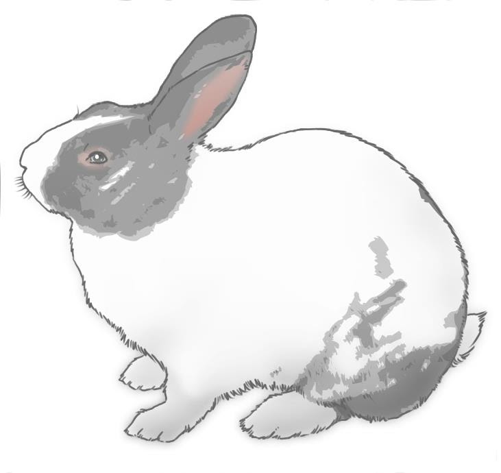 ダウンロード リアル うさぎ 後ろ姿 イラスト Apixtursaew1vxp