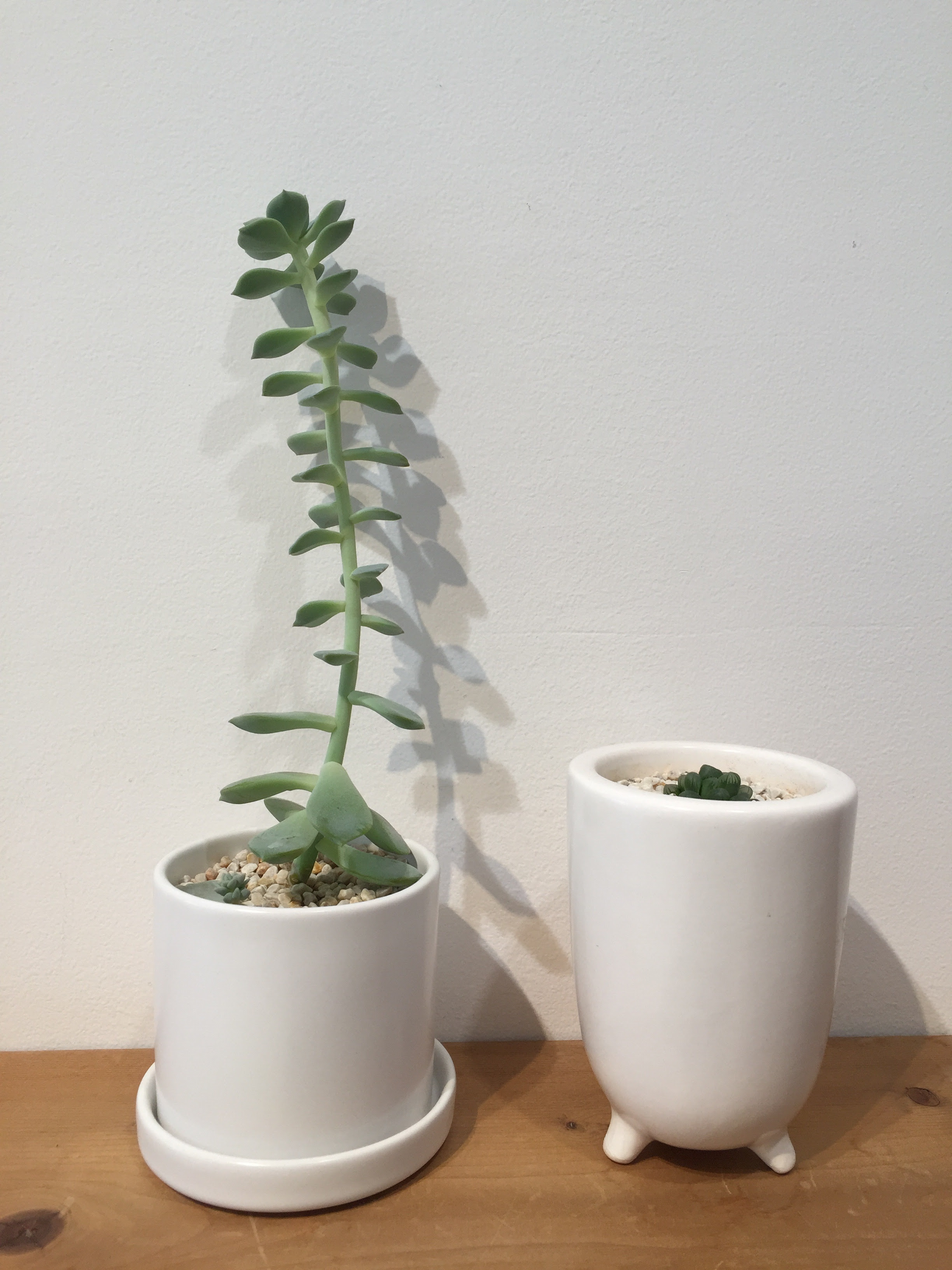 トップ100多肉 植物 伸び すぎ たら すべての美しい花の画像