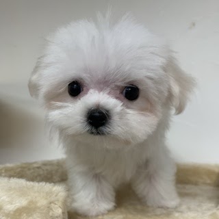 50 飼育放棄 犬 マルチーズ 里親 飼育放棄 犬 マルチーズ 里親 Jpbloggbrsongo