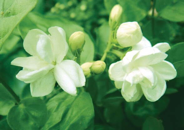 無料印刷可能花6 月 美しい花の画像