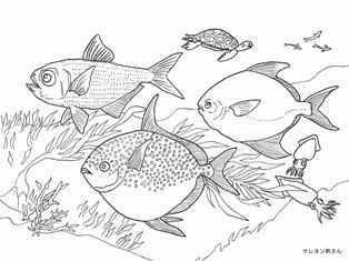 ベスト 塗り絵 魚 大人 印刷可能なカラー画像