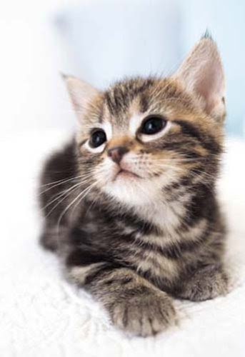 Japan Image 猫画像 待ち受け