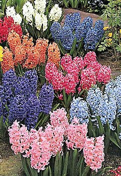 最新のhdヒヤシンス 花 言葉 すべての美しい花の画像