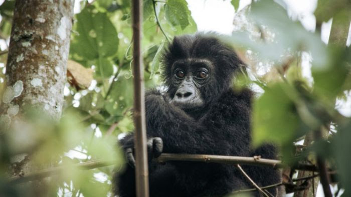 Un gorille né en milieu naturel de deux parents réintroduits au Gabon