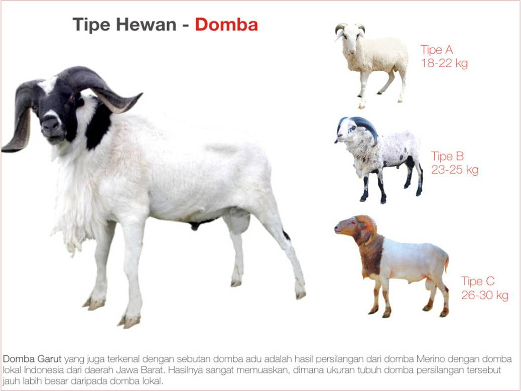 Foto Meme Lucu Qurban Top Meme