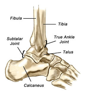 Found a human leg bone underwater in the river! Ankle Lower Leg Anatomy Foot Ankle Lower Leg Orthopedic Assessment