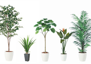 観葉 植物 ショップ 東京 289146-観葉植物 ショップ 東京