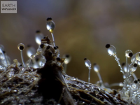 This fungus shoots off spores faster than a speeding bullet