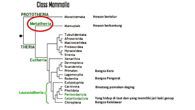 Sebutkan Contoh Hewan Mamalia Rasmi J