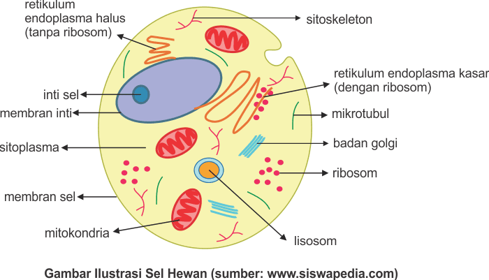 Paling Populer Gambar Sel Hewan Simple, Yang Banyak Di Cari!