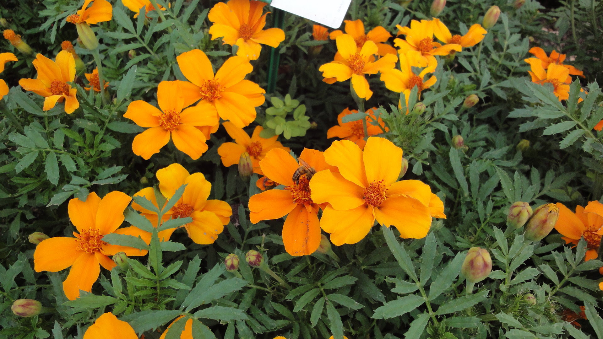 新鮮なマリー ゴールド 種類 最高の花の画像