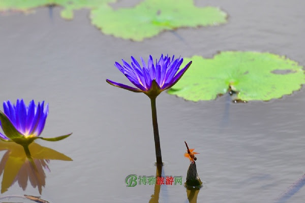 三水荷花世界