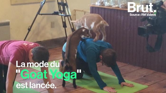 Le “Goat Yoga” : faire du yoga accompagné par des chèvres