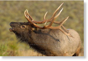 elk4.jpg