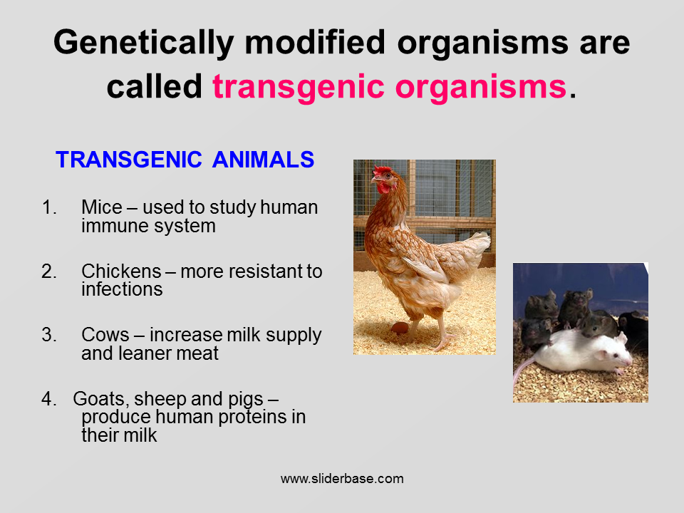 Although both have altered genomes, a transgenic organism is a. Genetic Engineering 2 Presentation Genetics