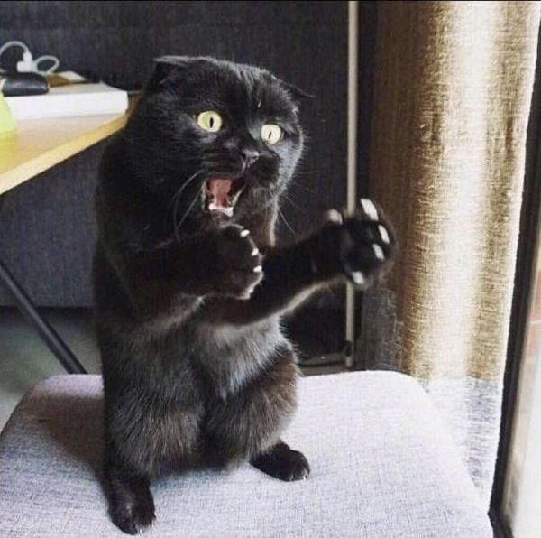 ネタ 猫 おもしろい 画像 Kasword