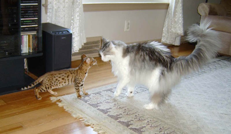 My Maine Coon World