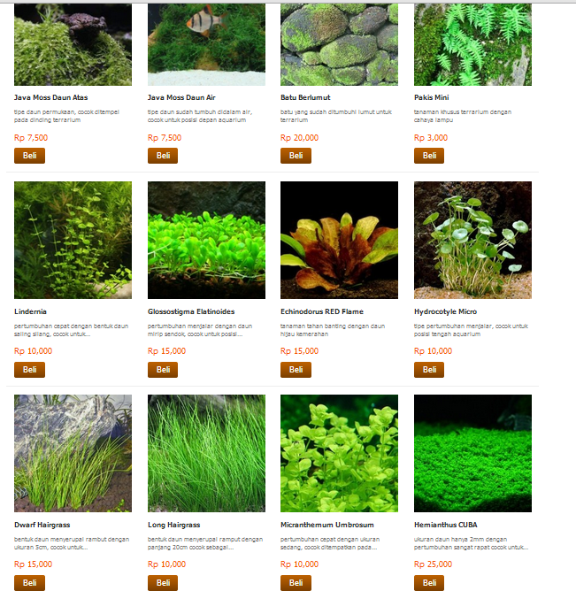 Kebunbibit com Jual Tanaman  AquaScape 