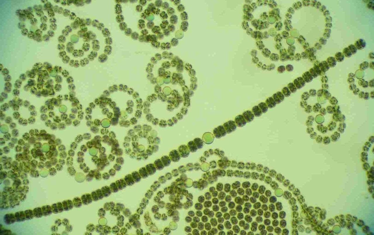 MONTESSORI BIOLOGY Phylum Cyanobacteria  Pinegreenwoods