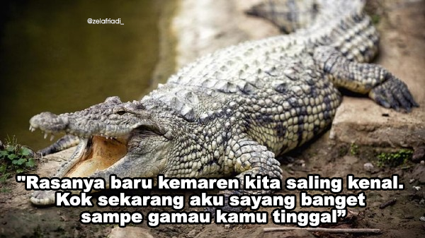  Gambar  Lucu Lelaki Buaya  Darat  10 Meme Lucu Buaya  Darat  