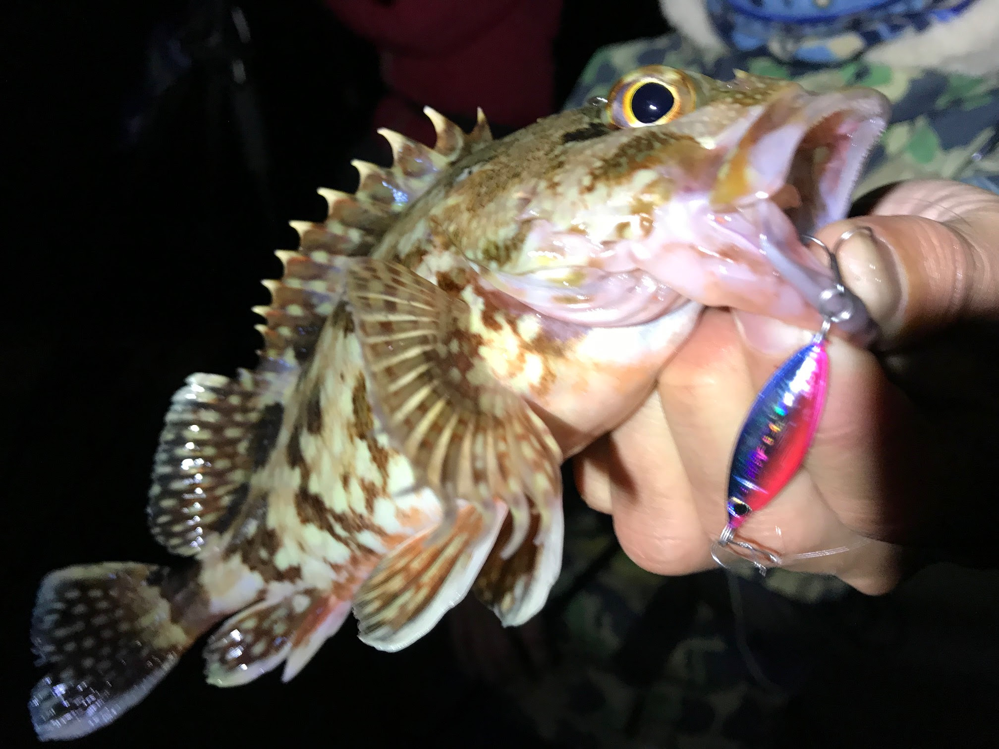 ベスト夜 釣り メタルジグ すべての魚の画像