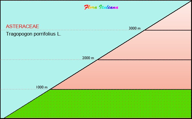 Altitudine - Elevation - Tragopogon porrifolius L.