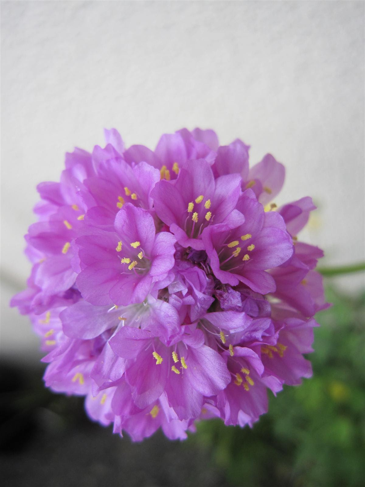 50 花 アルメリア 最高の花の画像
