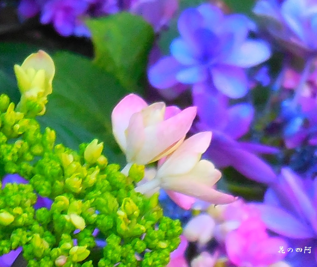 驚くばかりスマホ 待ち受け 花 すべての美しい花の画像